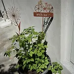 Mill Valley * Κόμπλεντς